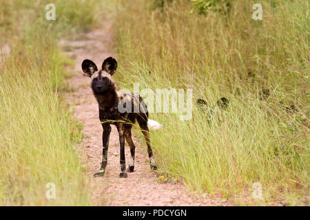 Il maschio alfa del Jongomera pack in Ruaha National Park dove sembra che i cani sono avente una rinascita e numeri sono lentamente in aumento. Foto Stock