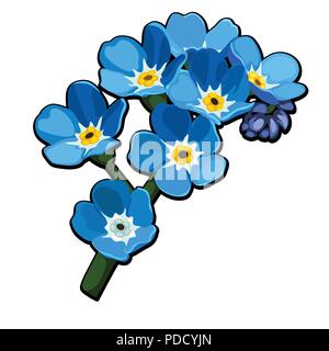 Bellissimi fiori recisi colore blu Myosotis arvense o campo dimenticare-me-non dimenticare comune-me-non isolata su sfondo bianco. Illustrazione Vettoriale. Illustrazione Vettoriale