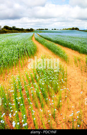 Raccolto di semi di lino, semi di lino, lino raccolto fattoria, campo di semi di lino Semi di lino, piante, fiori di semi di lino, semi di lino fiori, fioritura di semi di lino, lino, semi di lino, REGNO UNITO Foto Stock