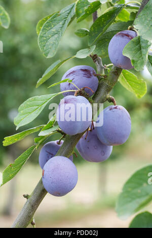 Prunus domestica . Le prugne su un albero. Foto Stock