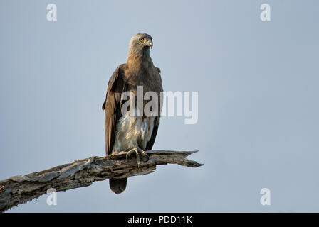 A testa grigia pesce-eagle - Ichthyophaga ichthyaetus, grande grigio e aquila marrone da asiatica di boschi e acque fresche, Sri Lanka. Foto Stock