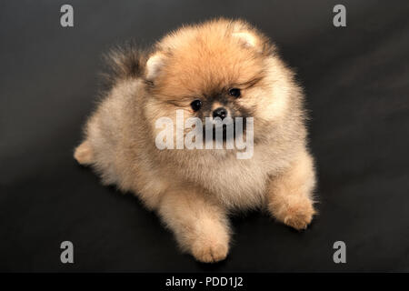 Ritratto di Pomerania Spitz Foto Stock