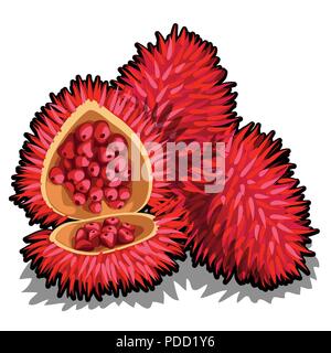 Set di intera e mezza di ripe Annatto alberi da frutto o Bixa orellana. Elemento di un popolare condimento per marinare. Frutti tropicali isolate su uno sfondo bianco. Illustrazione Vettoriale. Illustrazione Vettoriale