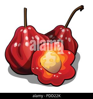 Set di intere e metà delle rose mature mele frutta o chomphu. Elemento di una dieta sana. Delizioso e sano frutta tropicale isolata su uno sfondo bianco. Illustrazione Vettoriale. Illustrazione Vettoriale
