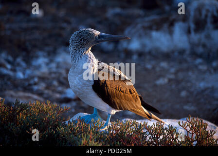 Blue Footed Booby da Bartolome Isola Galapagos, Ecuador Foto Stock