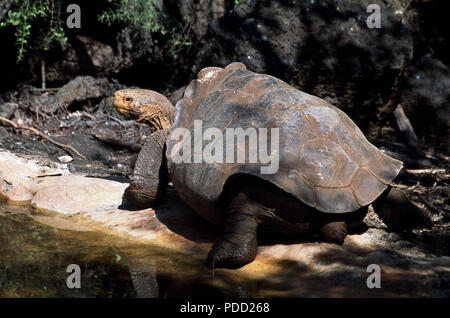 Diego' maschio tartaruga gigante da Charles Darwin centro di ricerca sull isola di Santa Cruz, Isole Galapagos Foto Stock