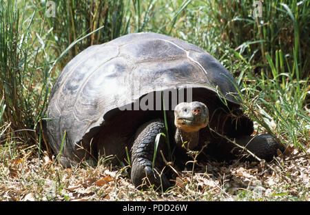 Wild la tartaruga gigante su terreni agricoli a Santa Cruz Lsand, Isole Galapagos Foto Stock