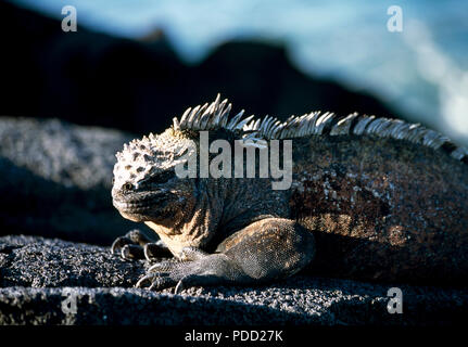 Iguana marina su Fernandina Island, Isole Galapagos Foto Stock