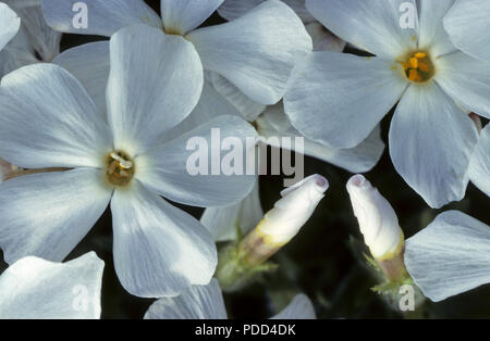 Bianco, phlox phlox multiflora, fiori con due circa di bloom Foto Stock