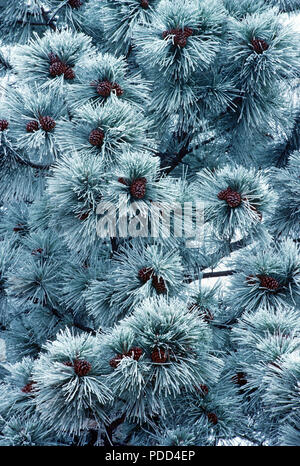 Aghi smerigliato e corteccia di pino Ponderosa, Pinus ponderosa, Western Montana Foto Stock