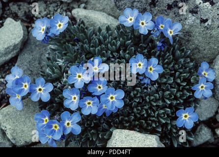 Dimenticare alpino-me-non, Eritrichium elongatum, cuscino nana, trovati ad alte altitudini sopra timberline, tundra alpina, Alberta Foto Stock