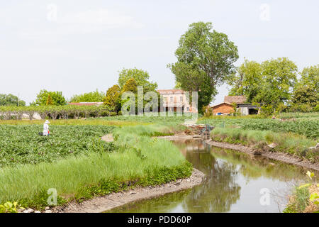 Il paesaggio agricolo, Sant'Erasmo, Venezia, Venteo, Italia con una donna che lavorano nei campi di una fattoria di vegetali la raccolta di carciofo violetto Foto Stock