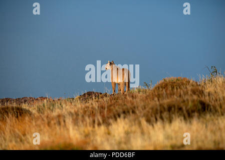 Femmina adulta del nasello di Patagonia Puma in piedi sul bordo della scogliera che guarda oltre le acque del lago Sarmiento, Parco Nazionale Torres del Paine, Cile. Foto Stock