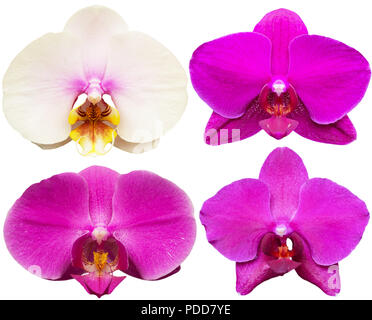 Orchidee fiori isolati collezione di piante tropicali impostato Foto Stock