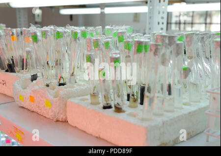 Vicino la fila di una bottiglia di vetro tessuto vegetale cultura sul ripiano in laboratorio. Foto Stock