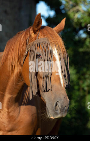 Ritratto di un cavallo che indossa un cavallo volare fringe - di mantenere la vola. Foto Stock