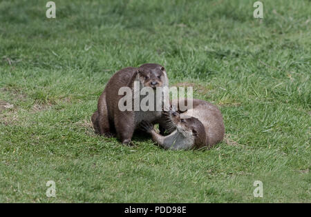 Coppia di lontre, Lutra lutra. Molla. Regno Unito Foto Stock