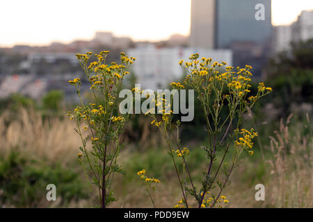 Fiori di colore giallo nella periferia di Parigi, estate Foto Stock