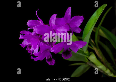 Guarianthe bowringiana su sfondo nero Foto Stock