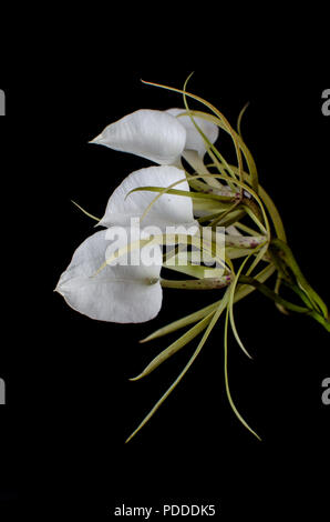 Brassavola nodosa fiori su sfondo nero Foto Stock