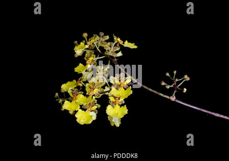 Oncidium teres su sfondo nero Foto Stock