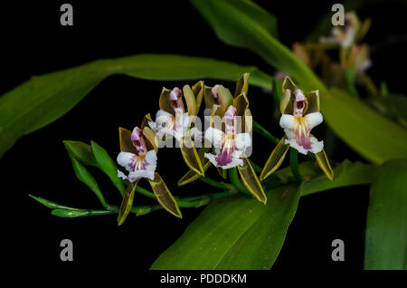 Aspasia epidendroides su sfondo nero Foto Stock