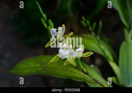 Aspasia epidendroides su sfondo nero Foto Stock