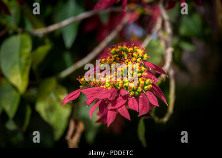 Litttle foglie rosse e fiore fiorisce su un albero in Da Lat, Vietnam Foto Stock