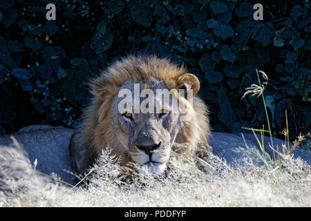 Maschio di leone a guardia mentre la famiglia dorme. Mantenendo un occhio diffidente nei confronti di noi turisti, il Parco Nazionale di Etosha, Namibia Foto Stock