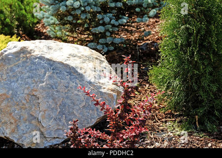 La progettazione paesaggistica. Boccole, rocce Dwarf abete rosso fiori Fern Foto Stock