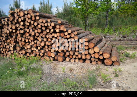 Tas de bois de pin à Clérac, en Charente-Maritime. Foto Stock