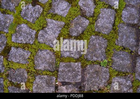 Moss crescente tra acciottolato girato molto strettamente dal di sopra Foto Stock