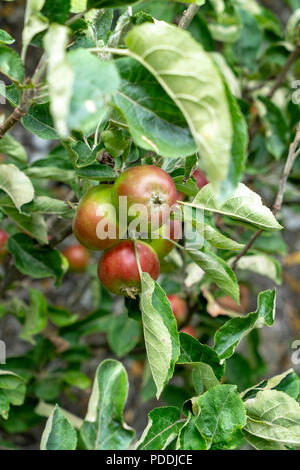 Il rosso e il verde le mele sulla struttura ad albero Foto Stock