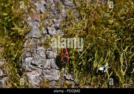 Firebug minuscola striscia su un albero che è ricoperta con moss Foto Stock