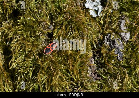 Nero e rosso bug seduti sul muschio su un albero in natura in Germania Foto Stock