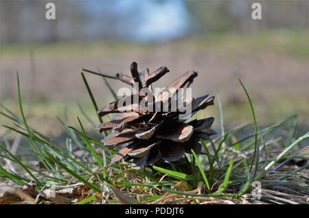 Cono di conifere tra erba sul terreno in una foresta di tedesco Foto Stock