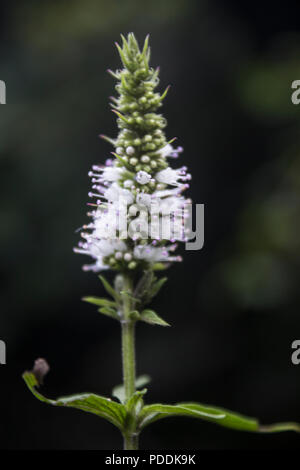 Close up di menta selvatica, cavallo di menta (Mentha longifolia) fiori bianchi Foto Stock