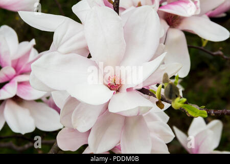 Rosa o bianco fiori di fioritura albero di magnolia (Magnolia denudata) in primavera Foto Stock