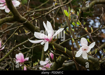 Rosa o bianco fiori di fioritura albero di magnolia (Magnolia denudata) in primavera Foto Stock