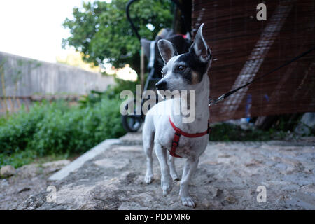 Attento piccolo cane bianco con orecchie perked fino al guinzaglio Foto Stock