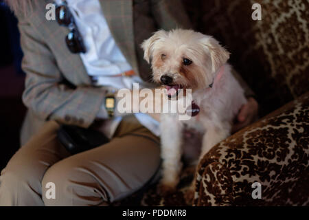 Piccolo Cane seduto su un divano con il suo proprietario Foto Stock