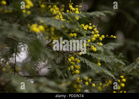 Close up di fiori di colore giallo e verde scuro piccioli su Golden graticcio; Acacia pycnantha; ampia-leaf graticcio in Kwa-Zulu Natal Foto Stock