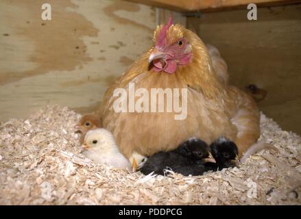 Cinque pulcini Peek fuori da sotto Momma Gallina piume Foto Stock