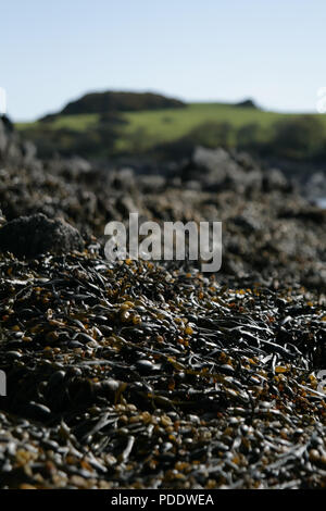 Pile di alghe marine da un lago in Scozia Foto Stock