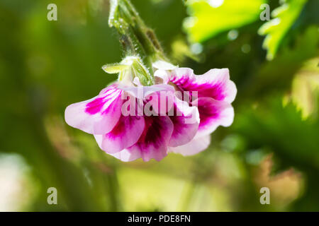 Pelargonium orsett Pianta e fiore su sfondo naturale Foto Stock