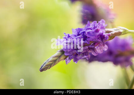 Fernleaf fiori di lavanda su sfondo naturale Foto Stock