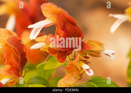 Impianto di gamberi in fiore Foto Stock