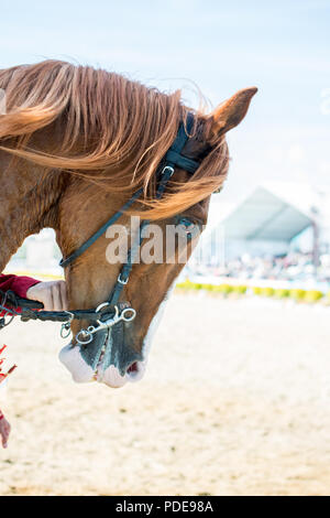 La testa di un cavallo all'aperto con cablaggio parziale in vista Foto Stock