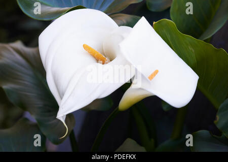 Un arum lily noto anche come una calla lily. Foto Stock