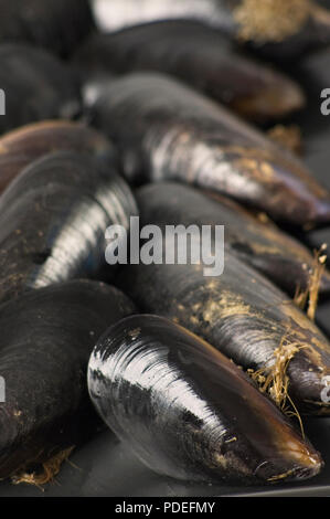 Diverse le materie di cozze Foto Stock